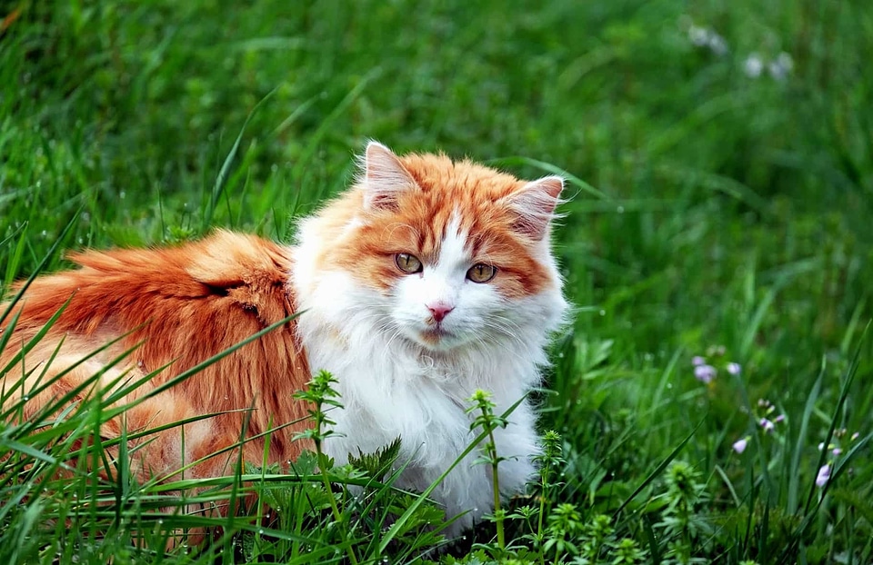 Adorable animal animals