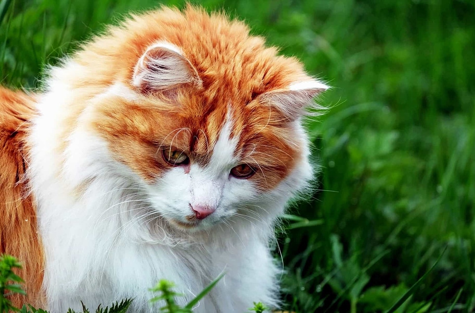 Animal beautiful photo cat