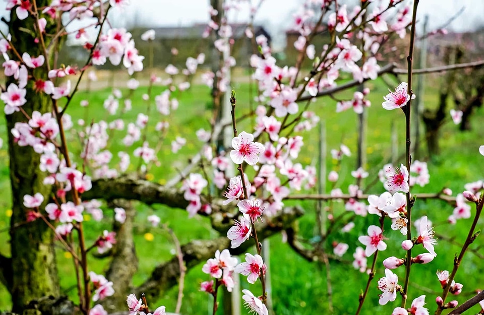 Apple beautiful flowers bloom