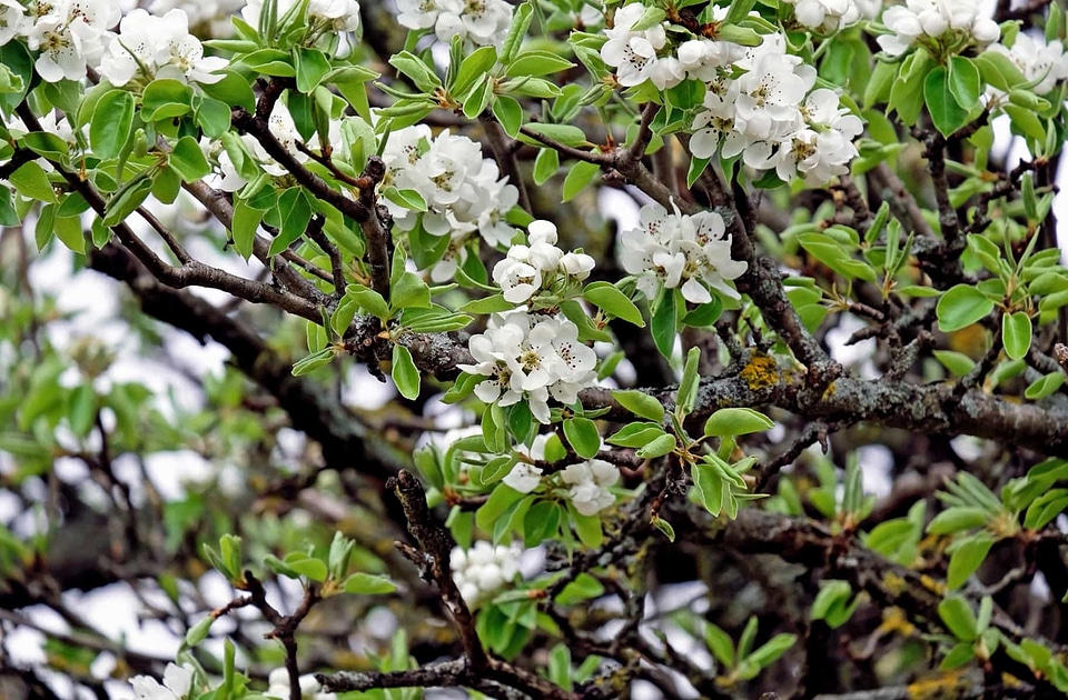 Apple beautiful flowers bloom