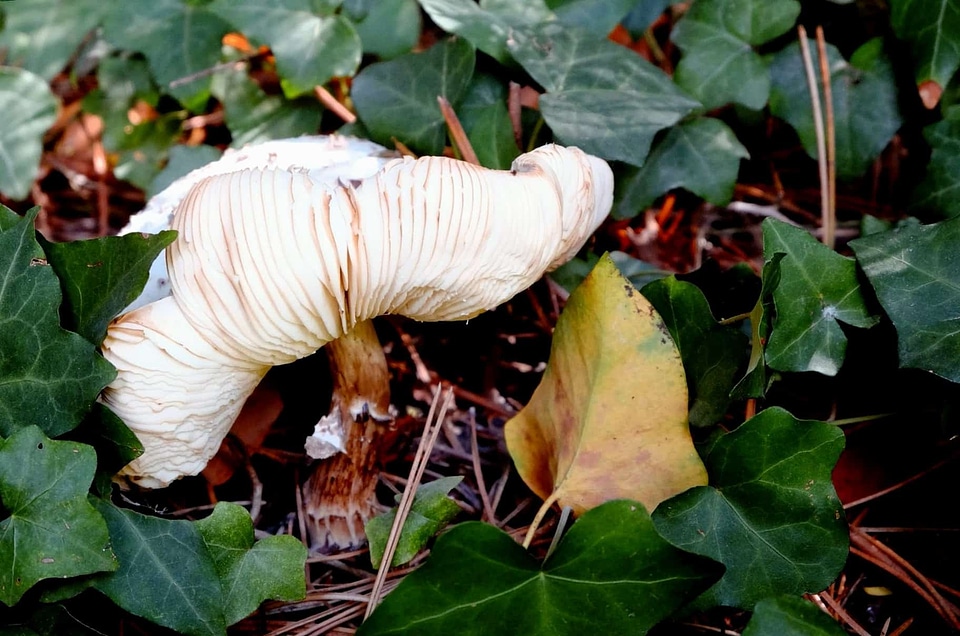 Flora foliage fungus