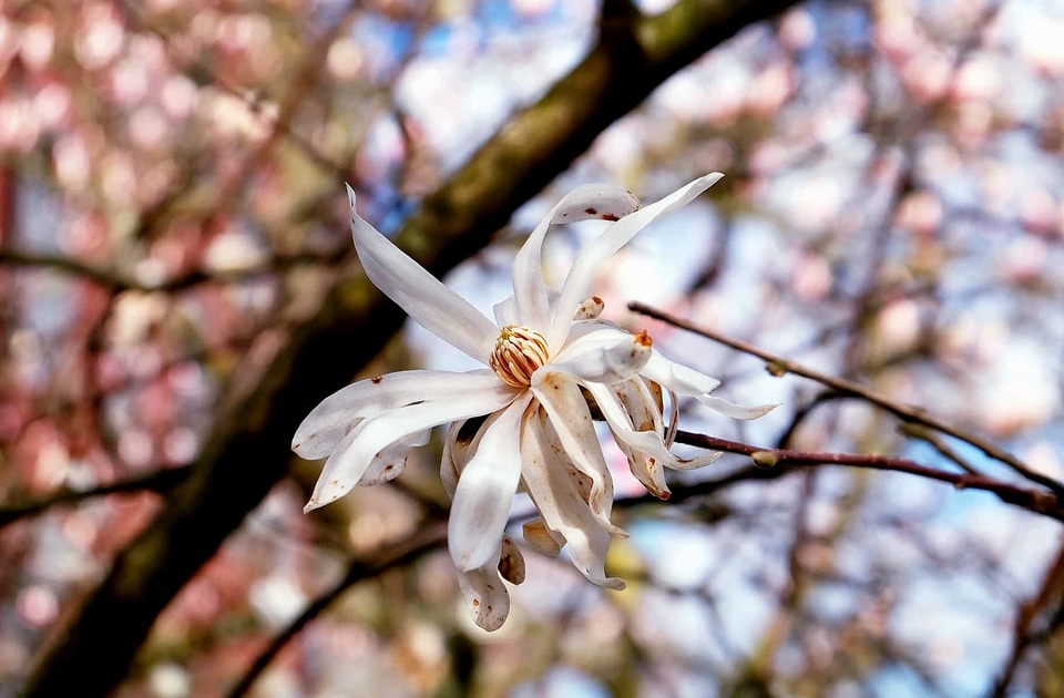 Beautiful Flowers blooming blossom