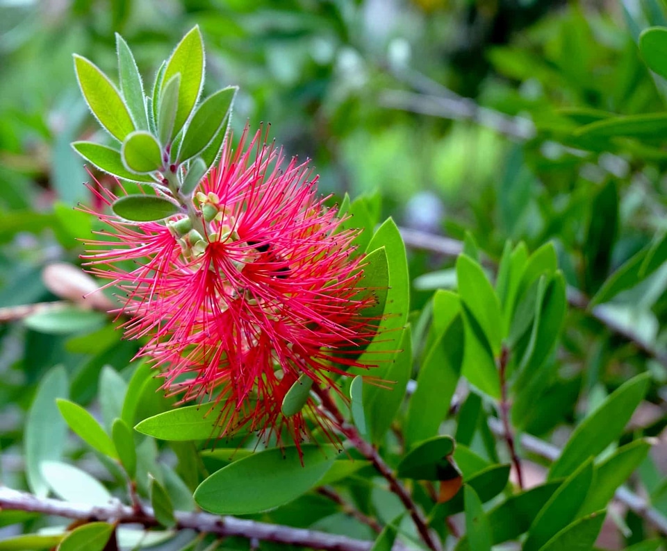 Beautiful Flowers blooming blossom
