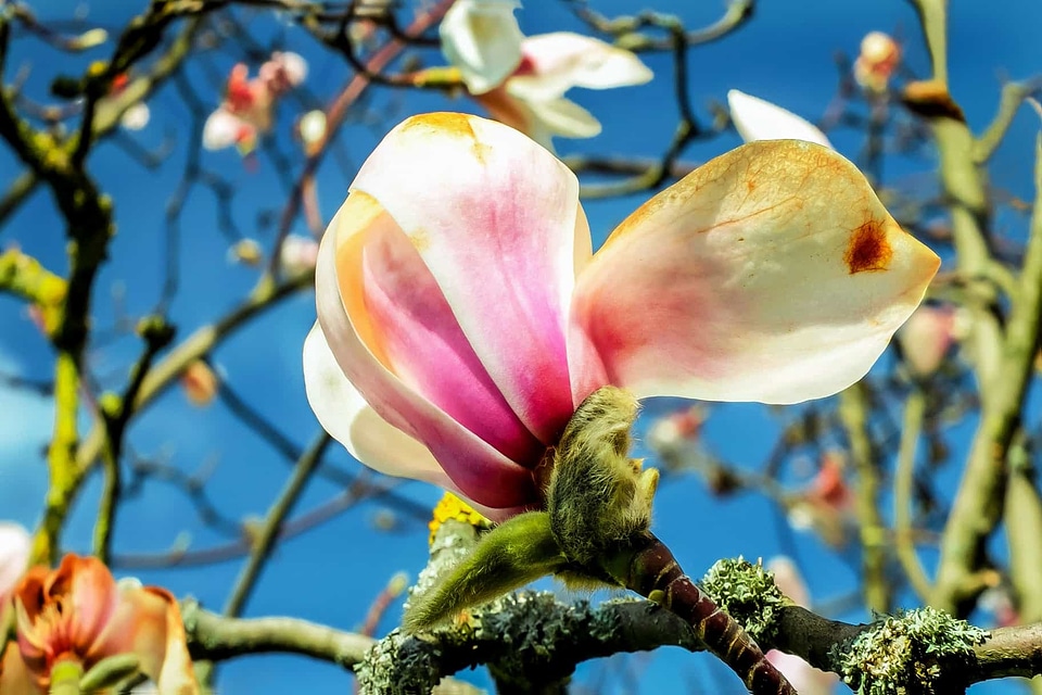 Beautiful Flowers blooming blossom