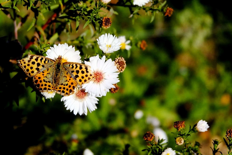 Animal arthropod beautiful flowers