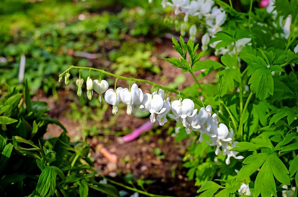 Beautiful Flowers blooming blossom