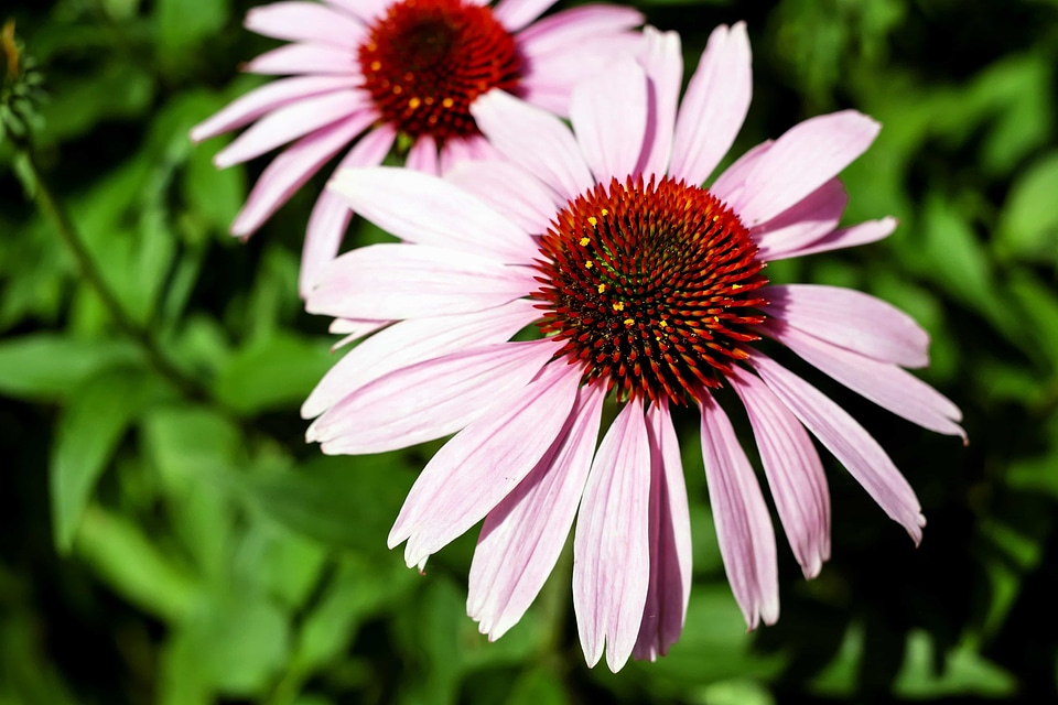 Beautiful Flowers beautiful photo blooming