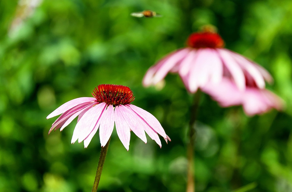 Beautiful Flowers blooming blossom