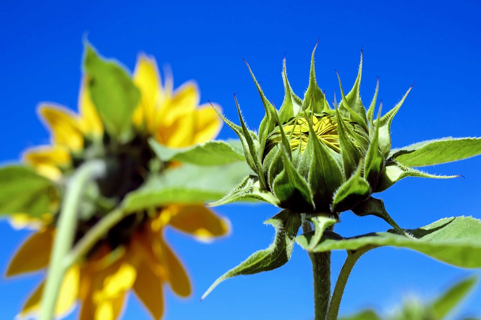 Agriculture beautiful flowers bloom
