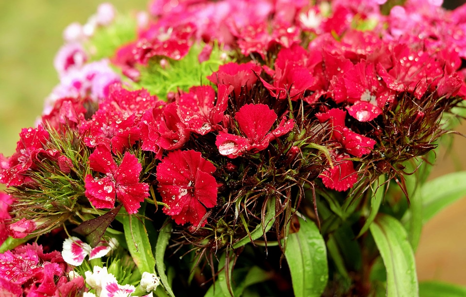 Beautiful Flowers blooming blossom