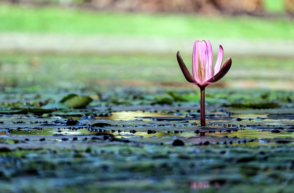 Aquatic beautiful beautiful flowers