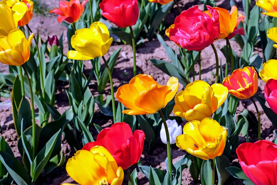 Beautiful Flowers bloom blooming