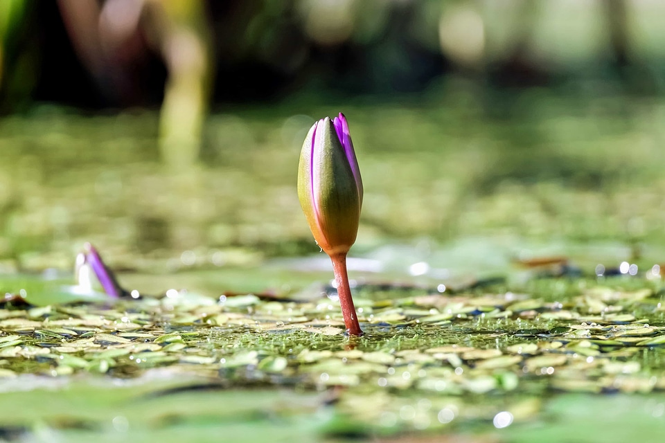 Aquatic beautiful beautiful flowers