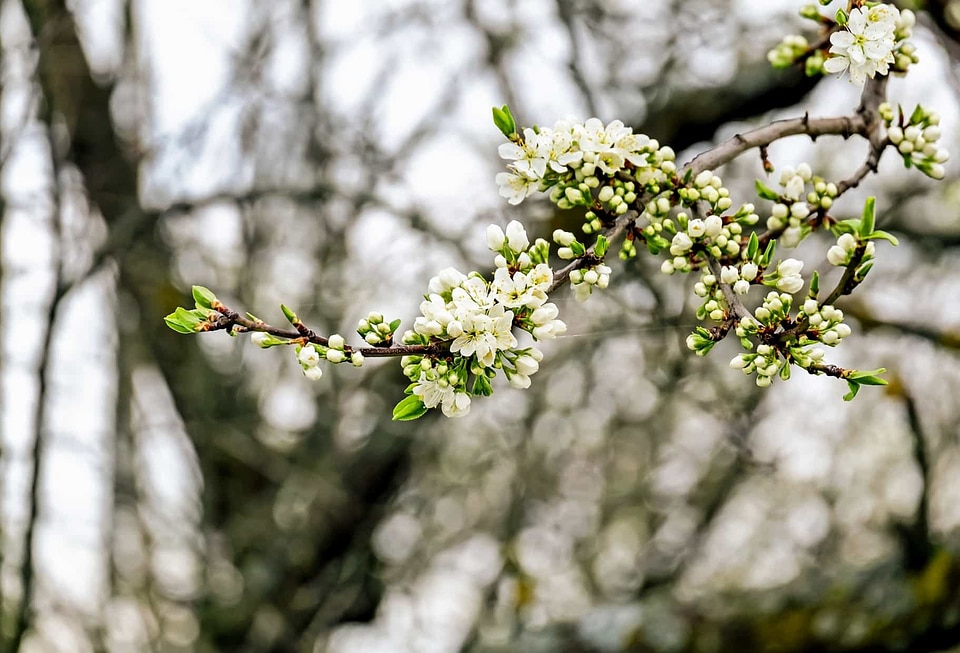 Beautiful Flowers blooming blossom