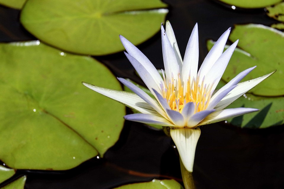 Aquatic beautiful flowers beautiful image