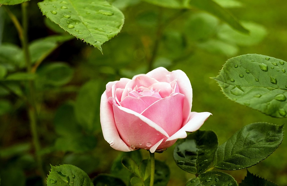 Beautiful beautiful flowers beautiful photo