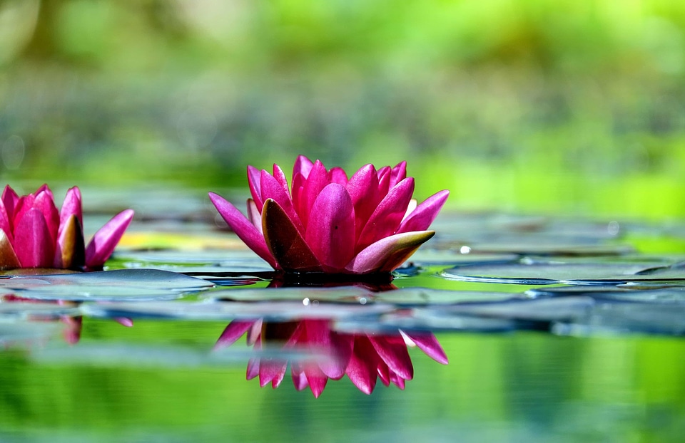Beautiful Flowers beautiful image beautiful photo
