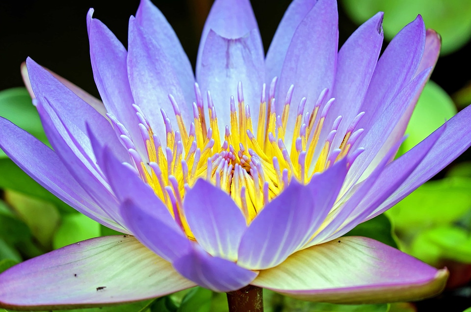 Aquatic beautiful flowers beautiful image