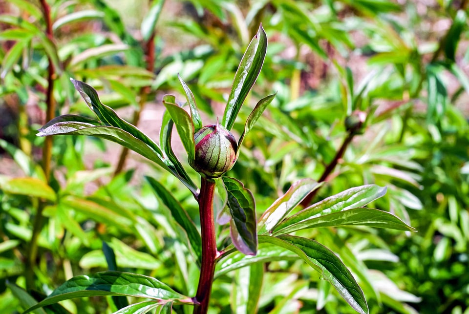 Environment flora flower