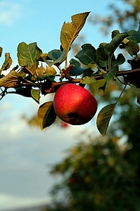 Agriculture apple branch