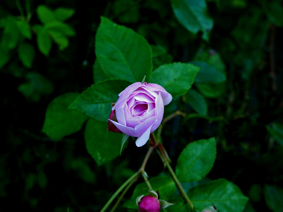 Flowering garden purple