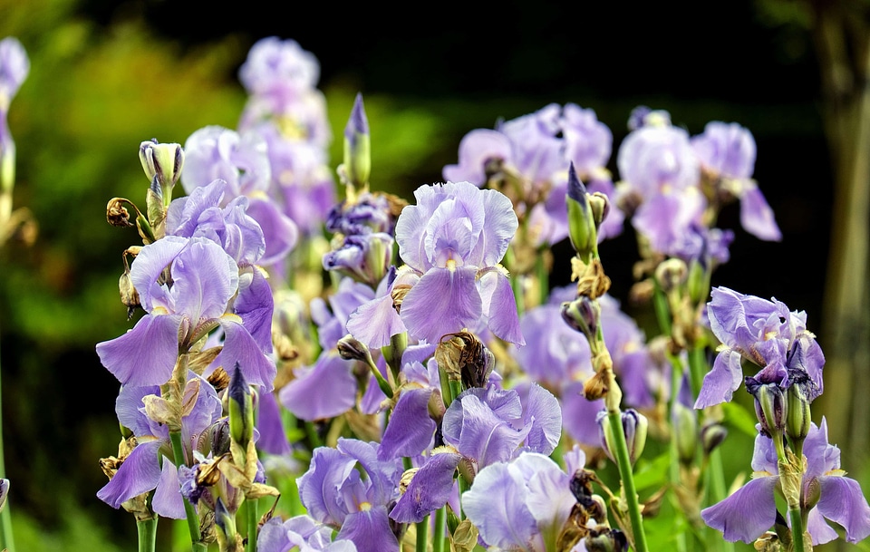 Beautiful Flowers bloom blooming