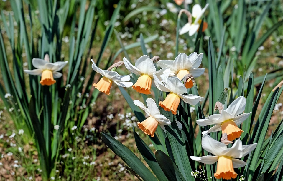 Beautiful Flowers blooming blossom