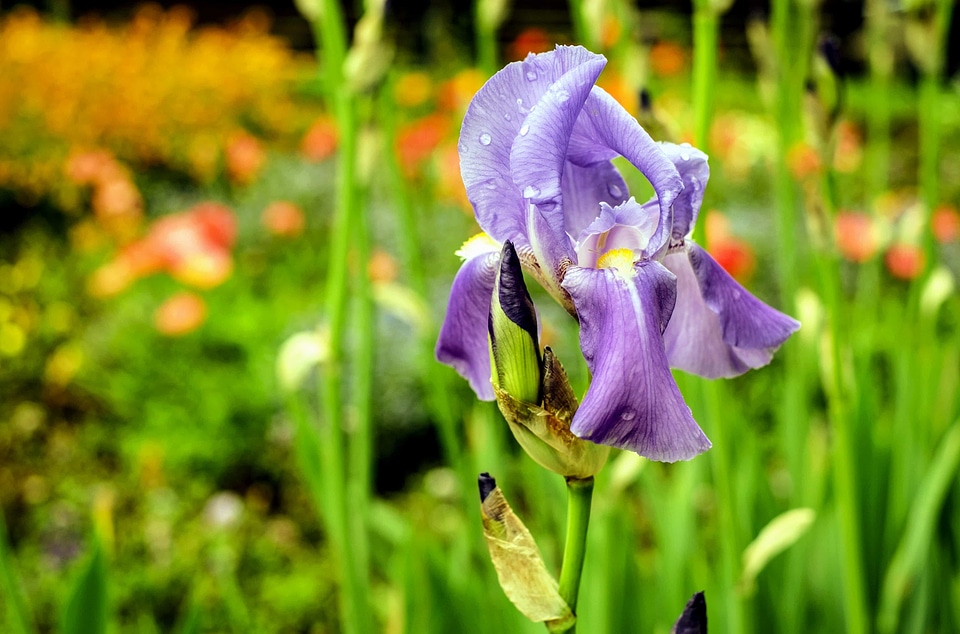 Beautiful Flowers beautiful photo blooming