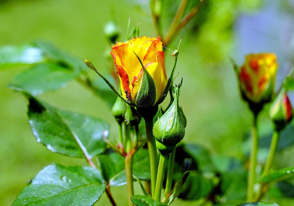 Beautiful Flowers beautiful photo blooming