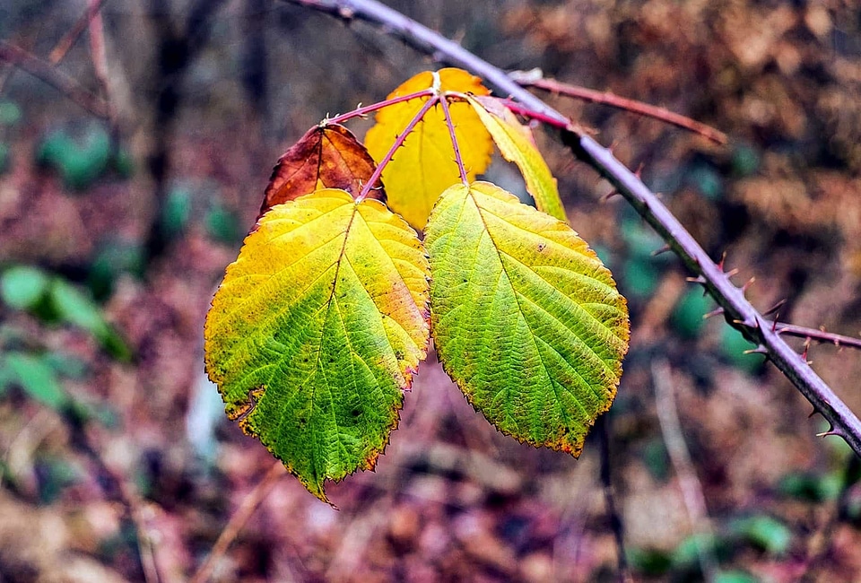 Autumn autumn season environment