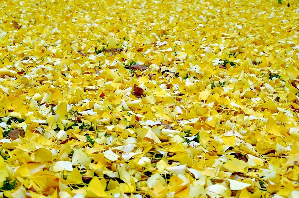 Autumn autumn season beautiful