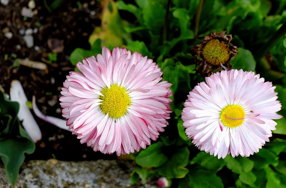 Beautiful Flowers blooming blossom