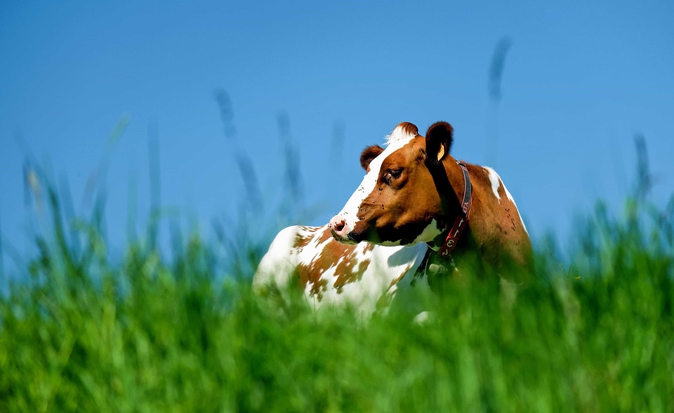 Animal bovine cattle
