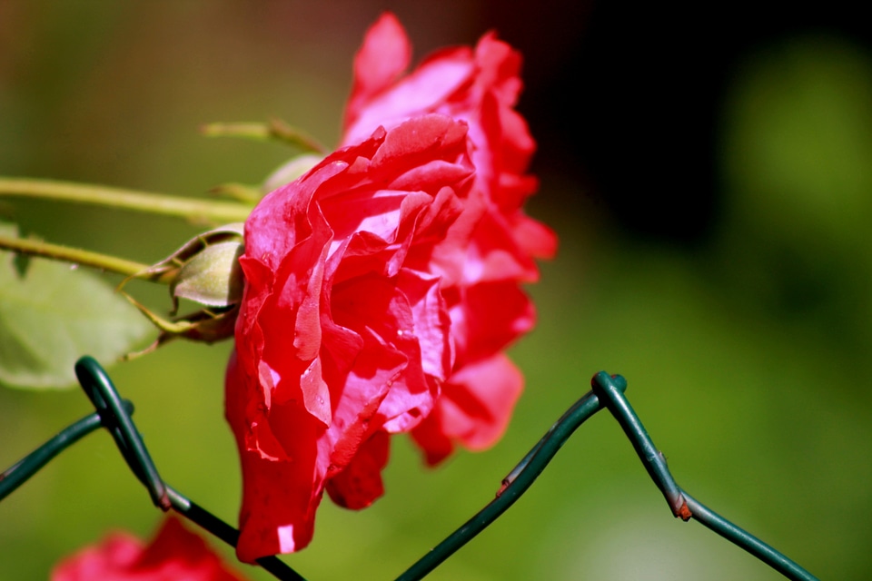 Plant large flowers nature
