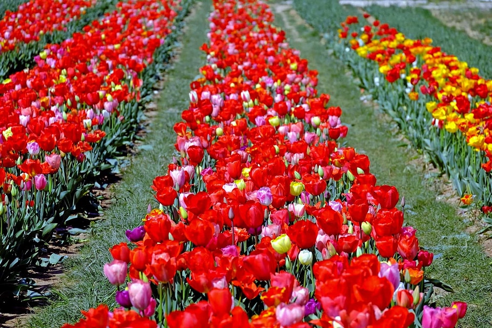 Beautiful Flowers bloom blooming