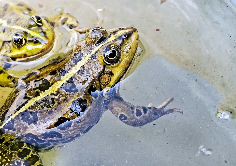 Amphibian animal exotic