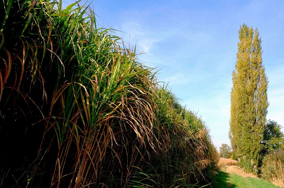 Agriculture environment field