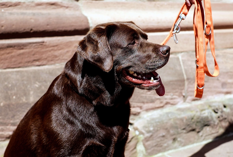 Animal brown canine