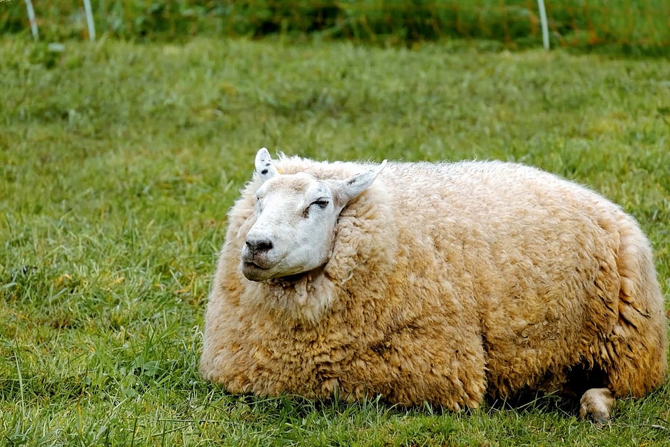 Agriculture animal cute