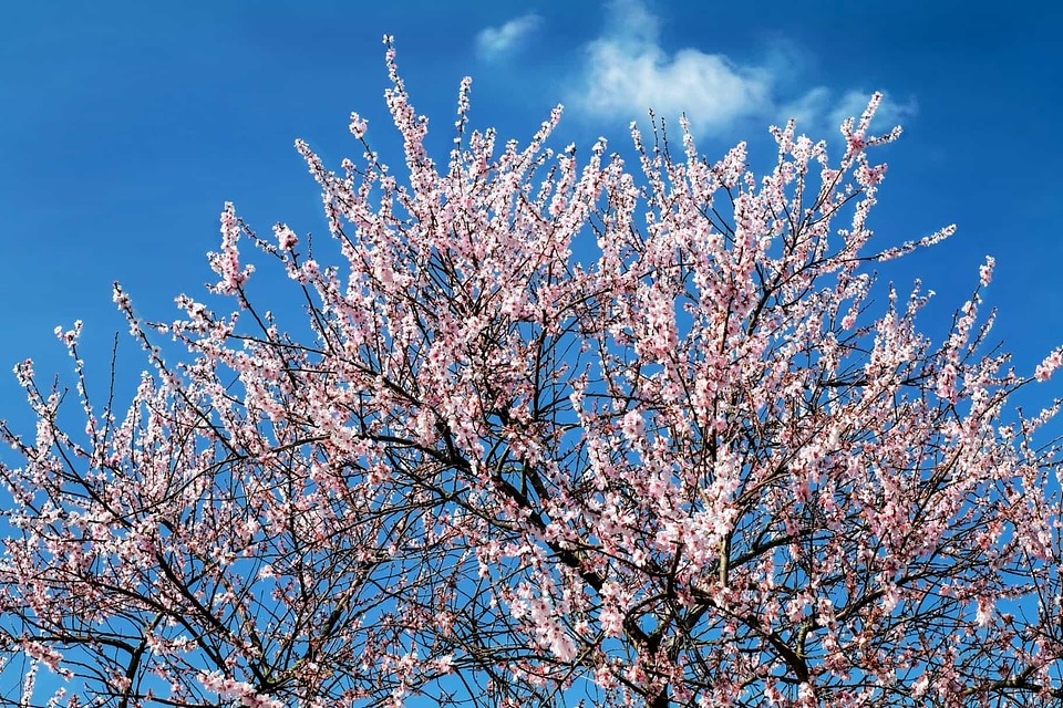 Beautiful Flowers blooming blossom