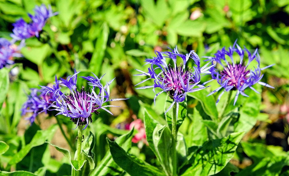 Beautiful Flowers bloom blooming