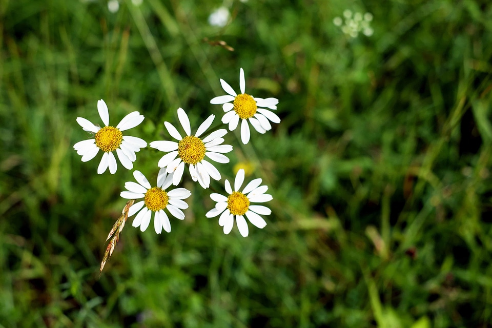 Beautiful Flowers blooming blossom