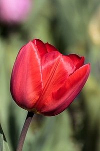 Nature tulips flowers