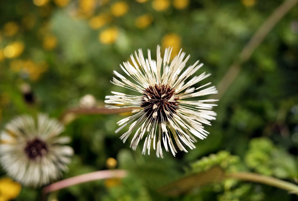 Beautiful Flowers blooming blossom