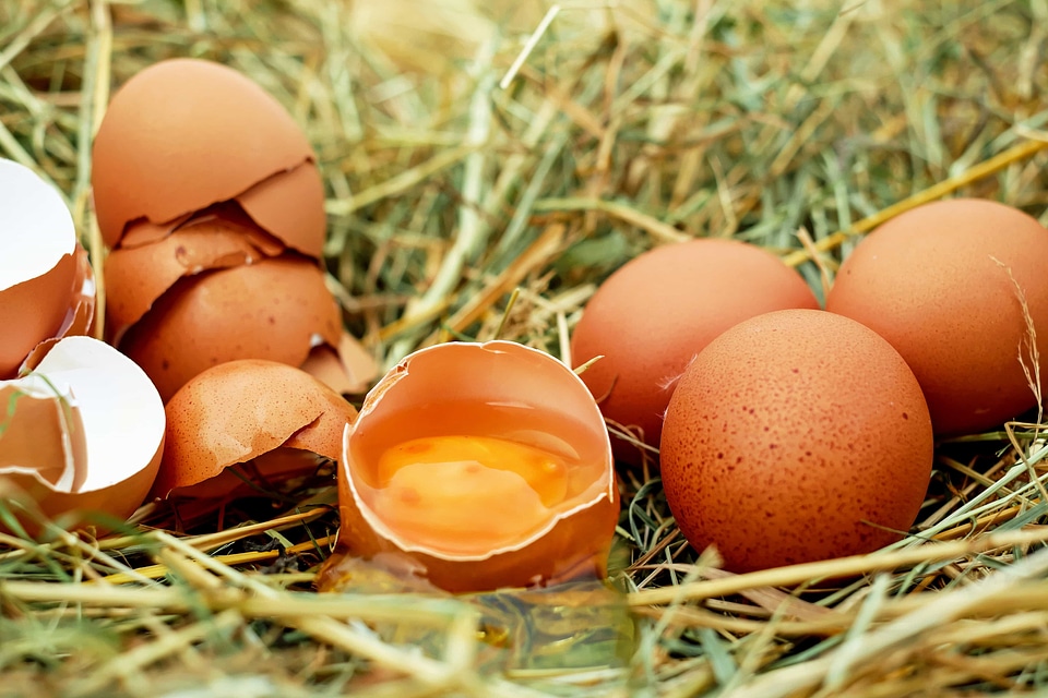 Breakfast diet egg