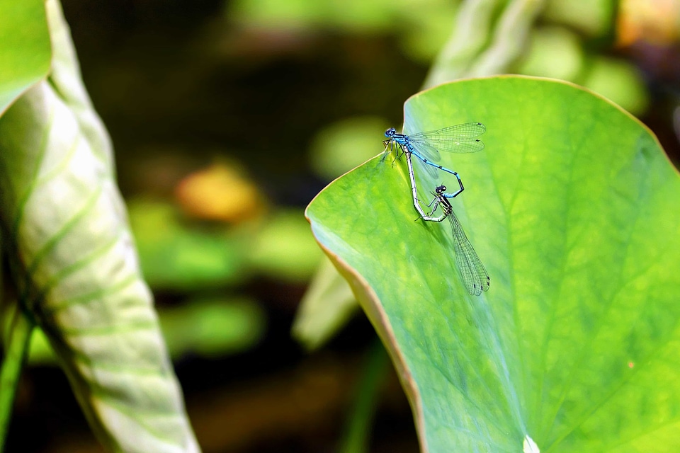 Animal arthropod biology