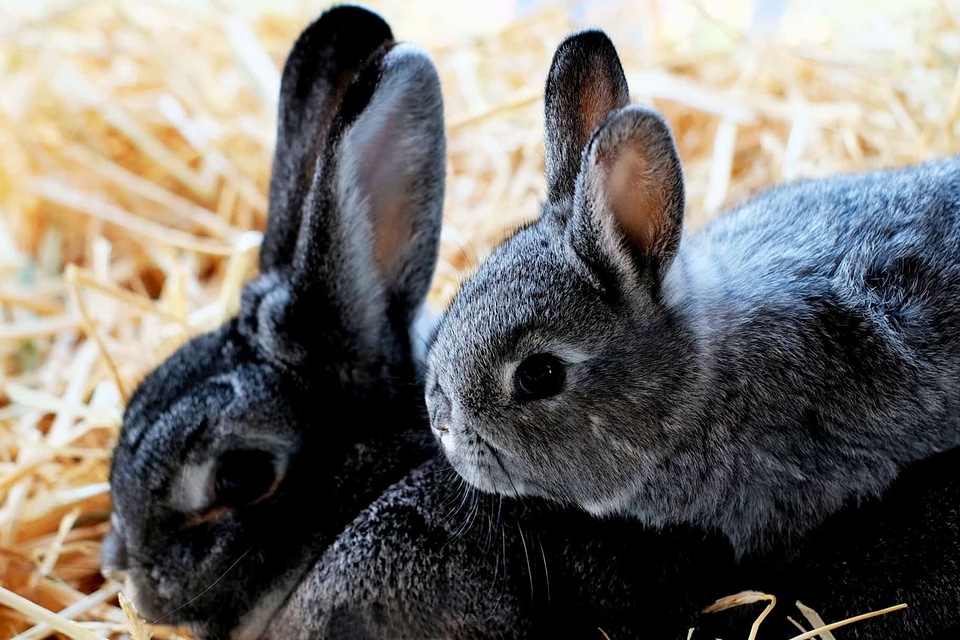 Animal black bunny