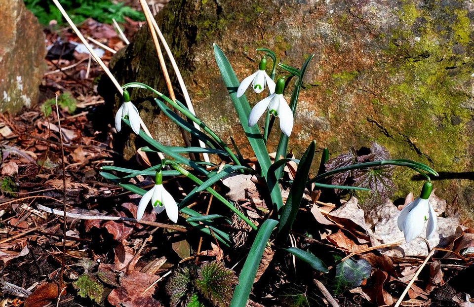Beautiful Flowers blooming blossom