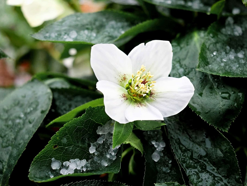 Beautiful beautiful flowers bloom