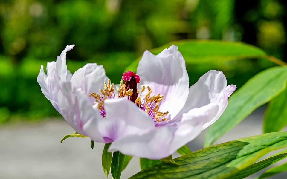 Beautiful Flowers bloom blooming